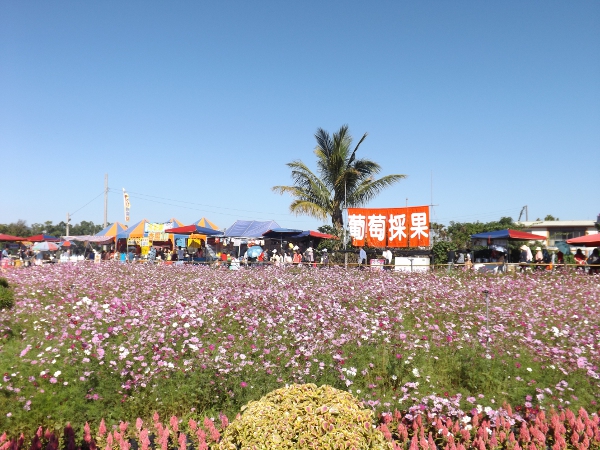 這片淡紫色的花海似乎是鬼針草的花