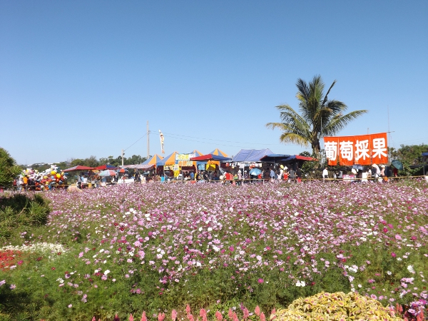 2014台中新社花海照片6