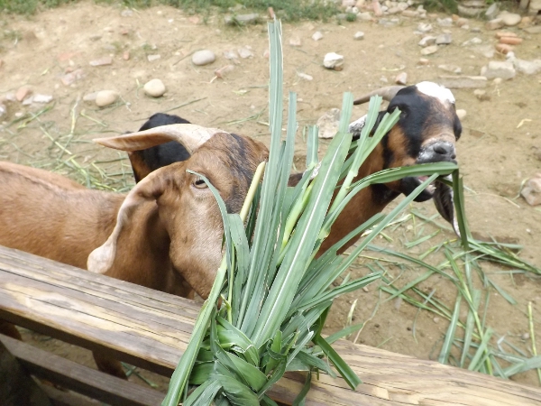 餵羊吃草圖二