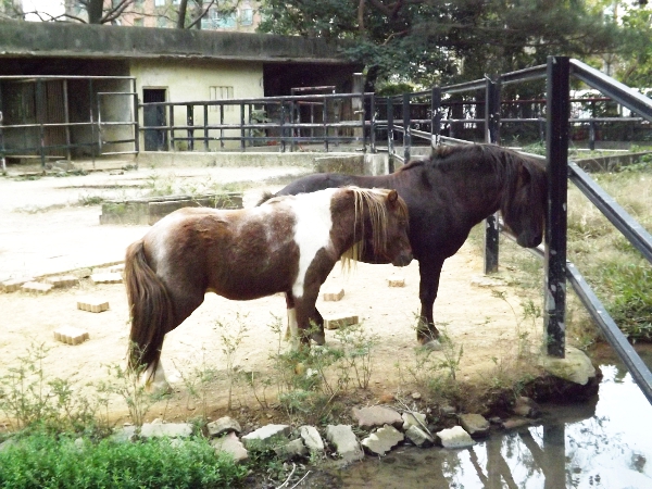 似乎每個動物園都少不了馬匹