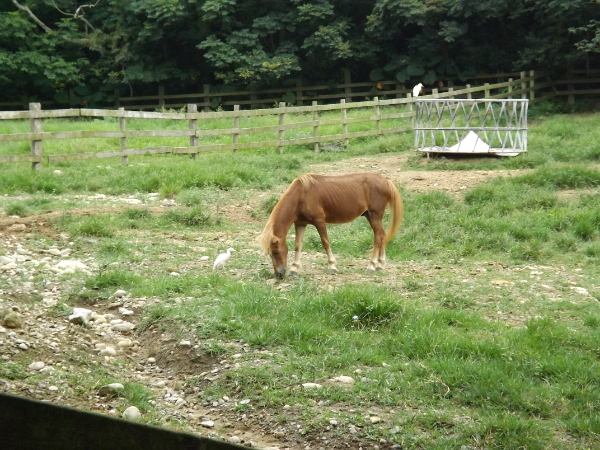 飛牛牧場的馬