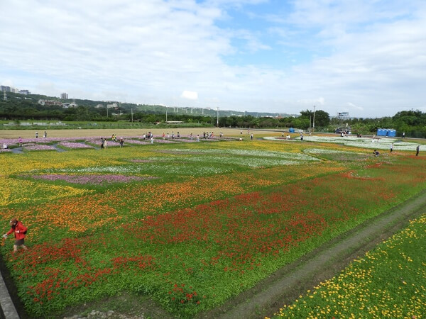 2021桃園花彩節大溪展區的花海